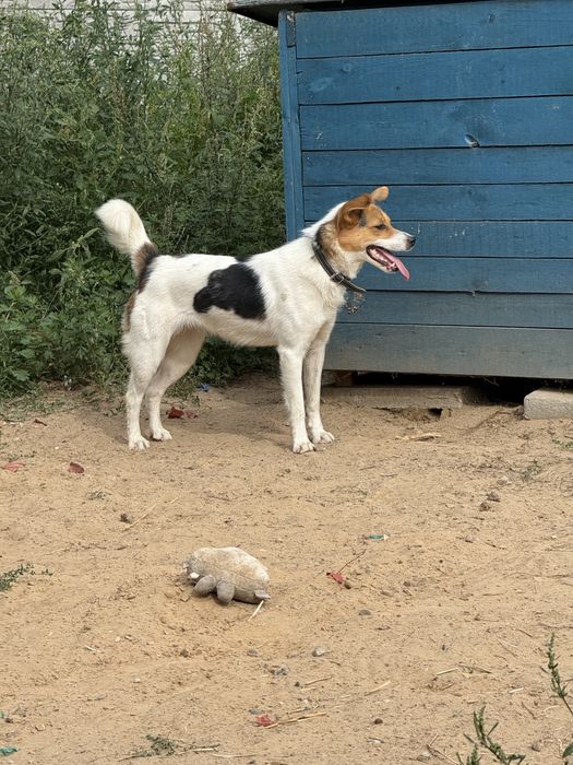 Molly do adopcji