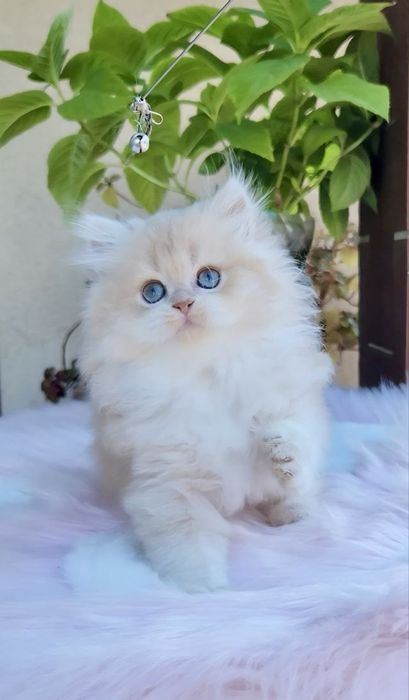 Кукляшна дівчинка британська