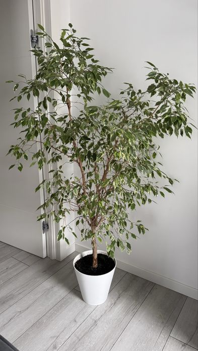 Продам фікус бенджамина