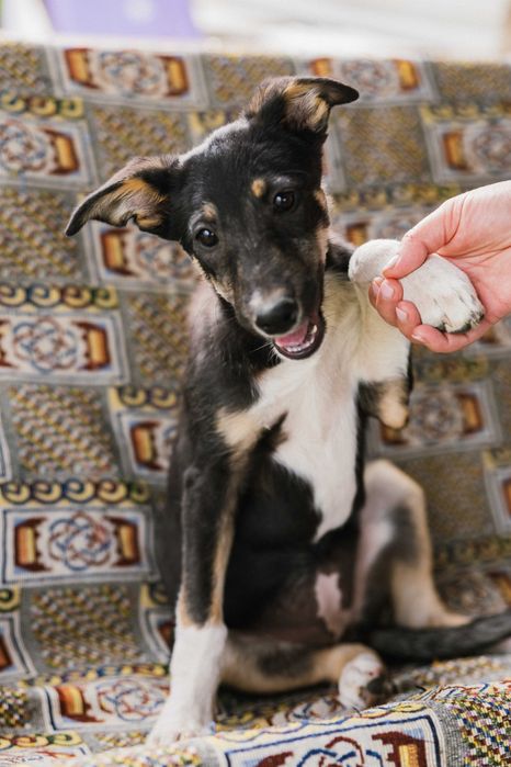 Цуценя безкоштовно. Дівчинка