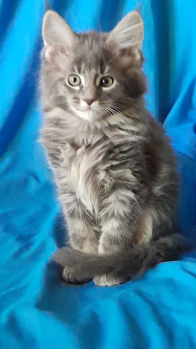 Гарні кошенята мейн кун.