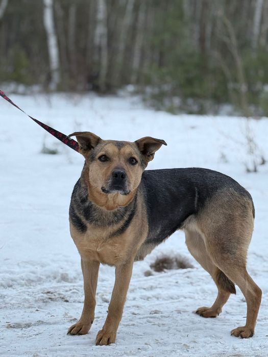 Urocza Gucia nieśmiało poleca się do adopcji