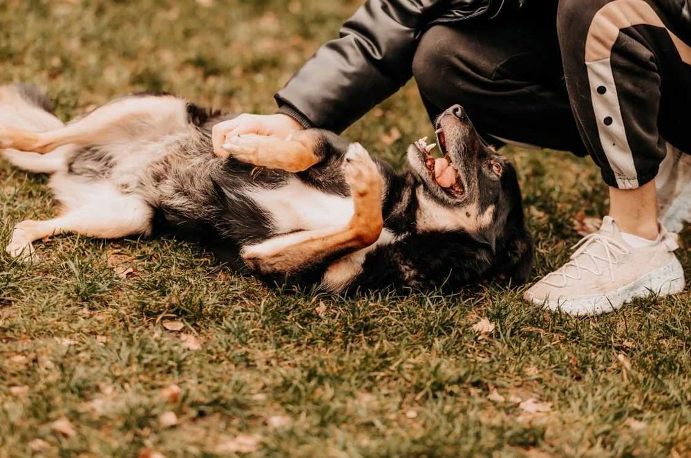 Piękny, mądry, spokojny Szaman poleca się do adopcji!!!