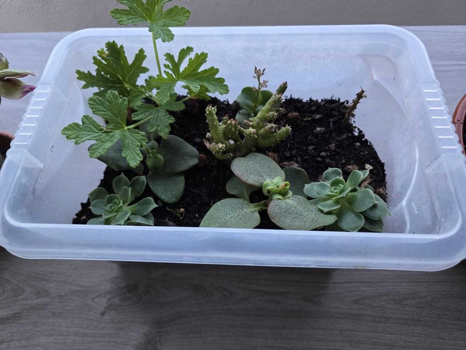 Suculentas  Catos  Sardinheiras  Aloe Vera ,Brincos de princesa e mais