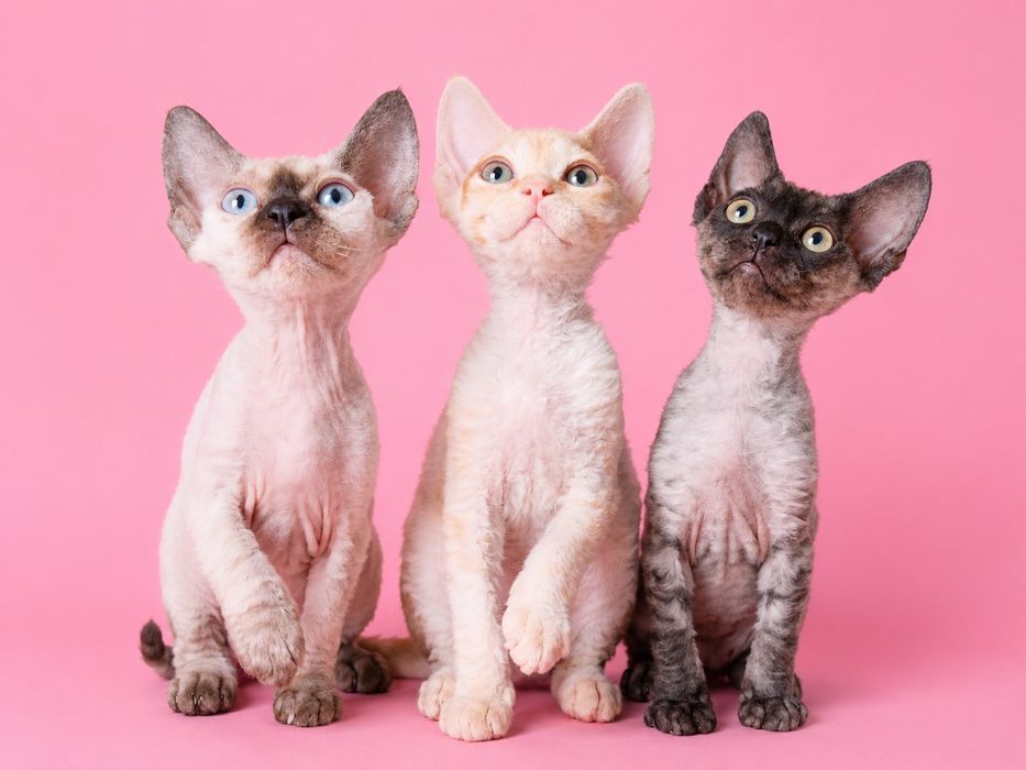Koteczka Devon Rex DEE DEE