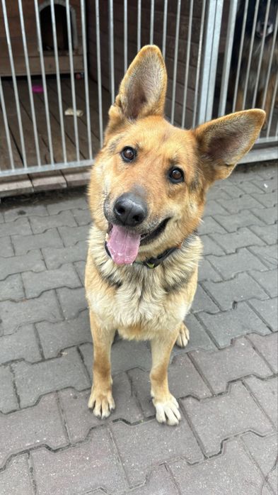Chrupka suczka w typie owczarka sunia do adopcji Kalisz Poznan Wroclaw