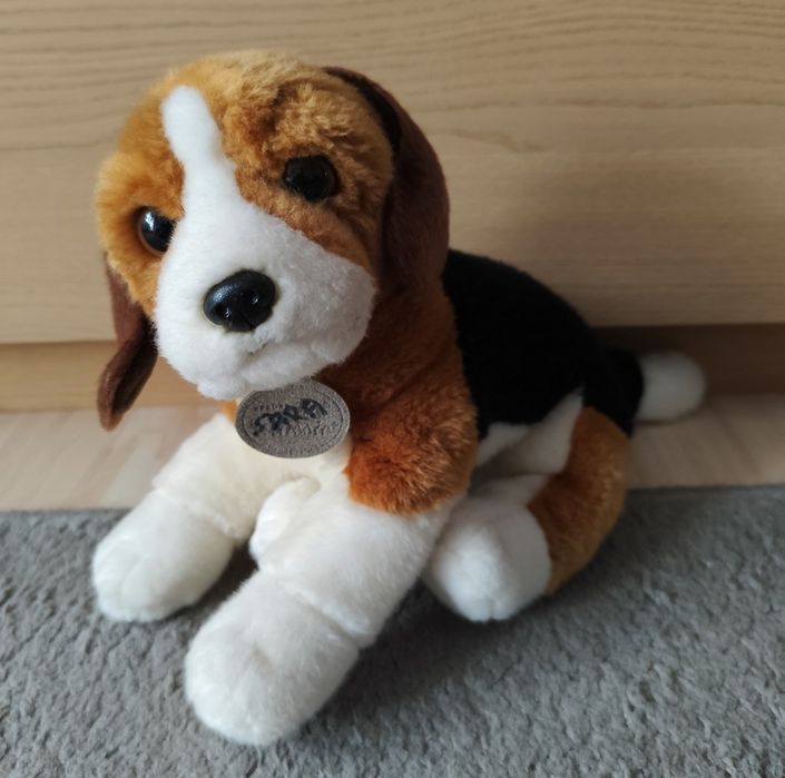 Pies pluszak Beagle