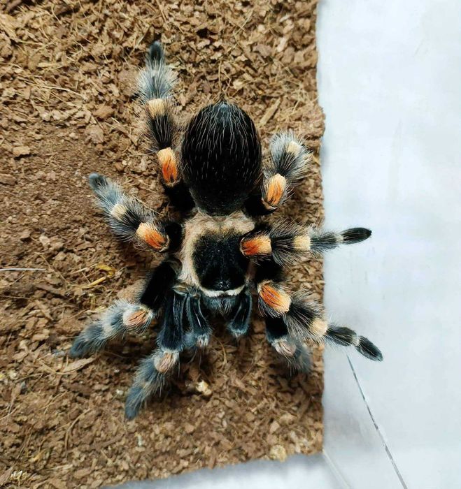 Ptasznik Braszka ham. 4,5 DC