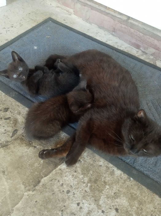 Віддам кошенят в хороші руки