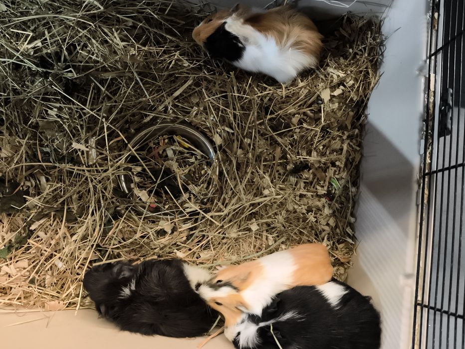 Świnki morskie samce i samiczki