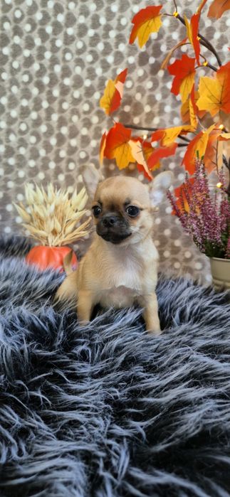 Przepiękny chlopczyk chihuahua krótkowłosy