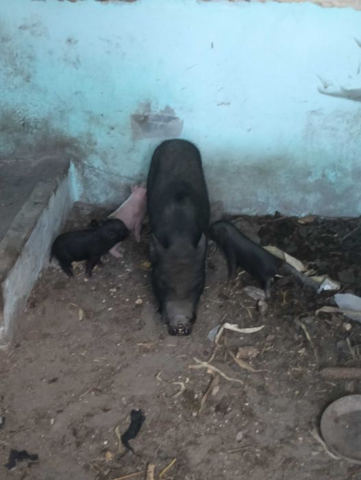 Porcos vietnamitas