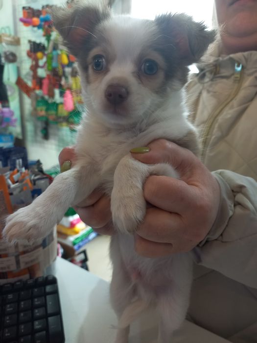 Продаю  цуцен Чихуахуа.