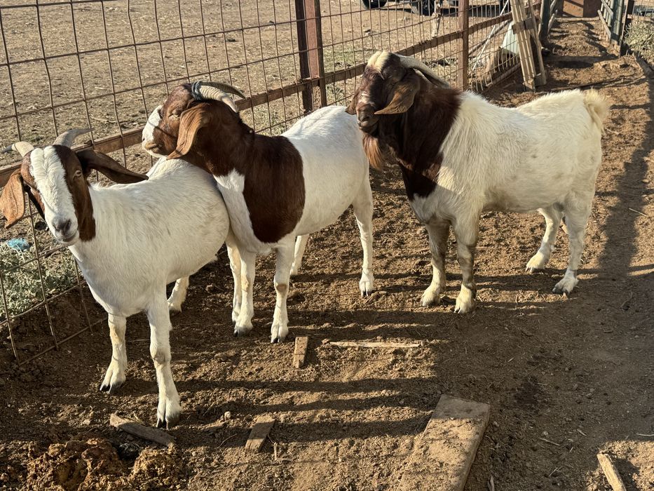 Cabras boer 2 anos