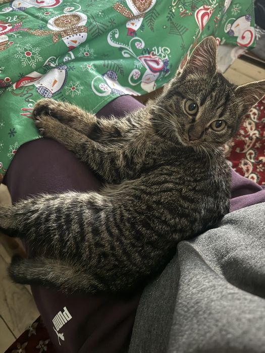 Кошеня в добрі руки