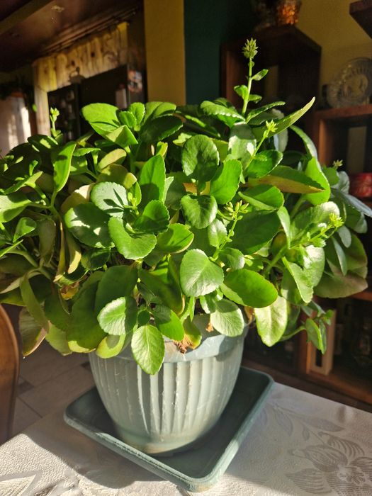 Kalanchoe kwiat kwiatek