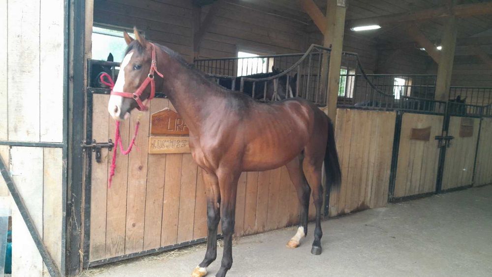 Ogier rasy małopolskiej Lambert