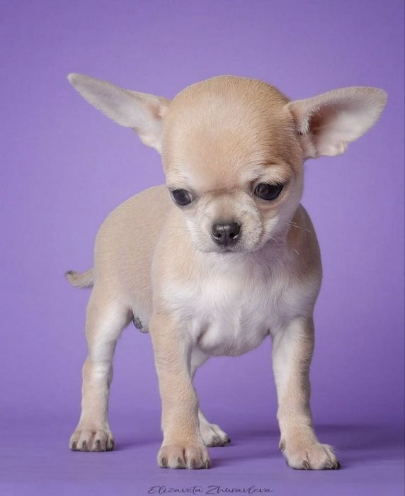 Малюки чихуахуа чистокровні