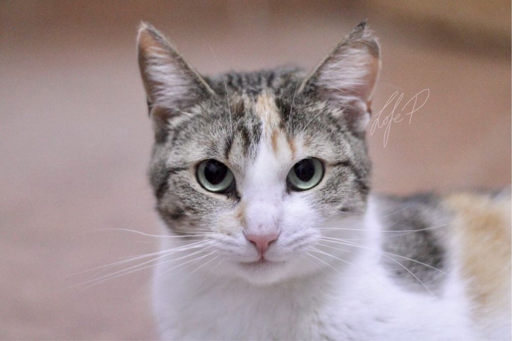 Przepiękna, kochana i młoda Taśka błaga o kochający dom!