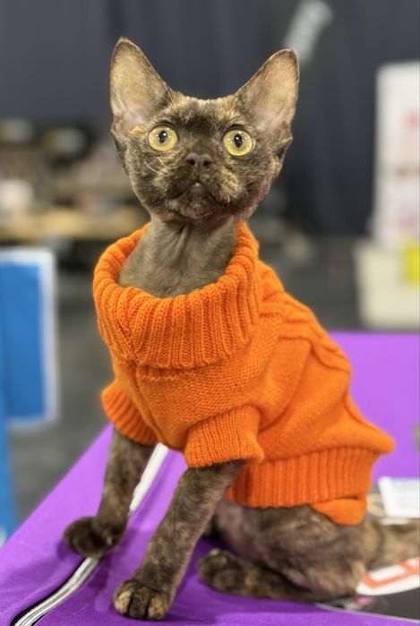 Продажа кошеня породи девон рекс