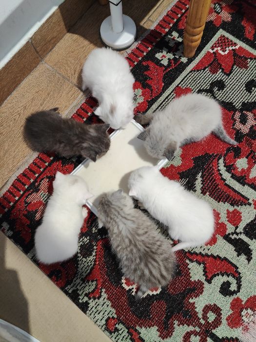 Кошенята висловухі і прямовухі