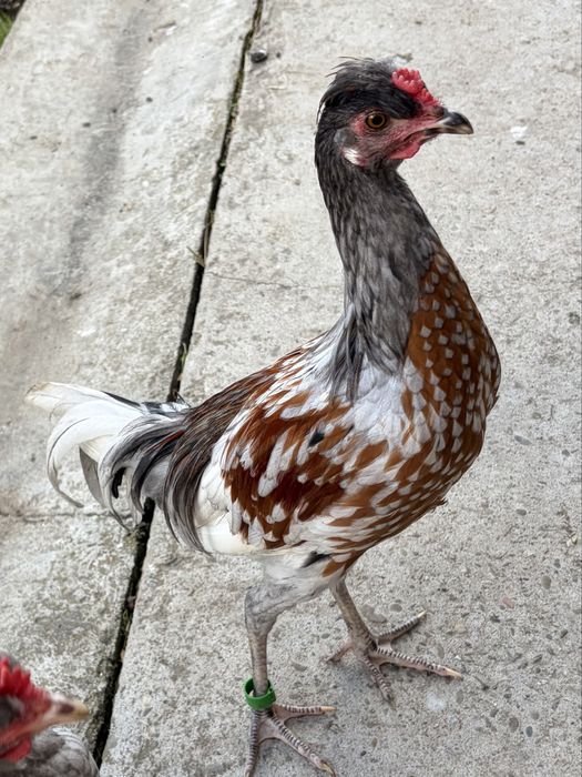 Koguty yokohama x bialoczub holenderski szare brązowe młode