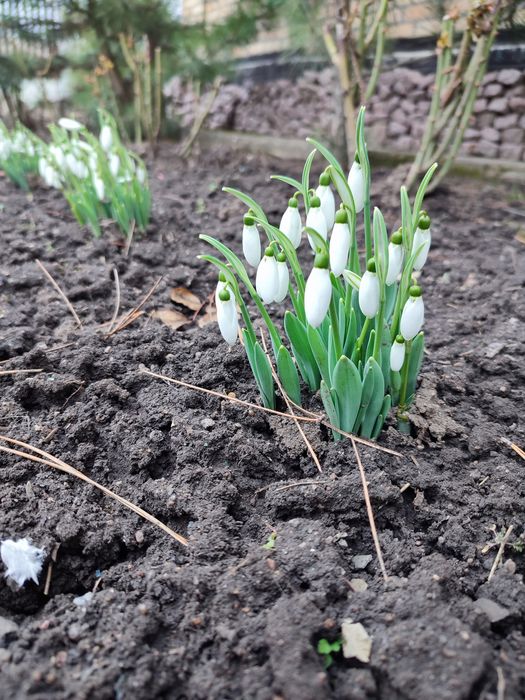 Каланхоэ, денежное дерево, традисканция