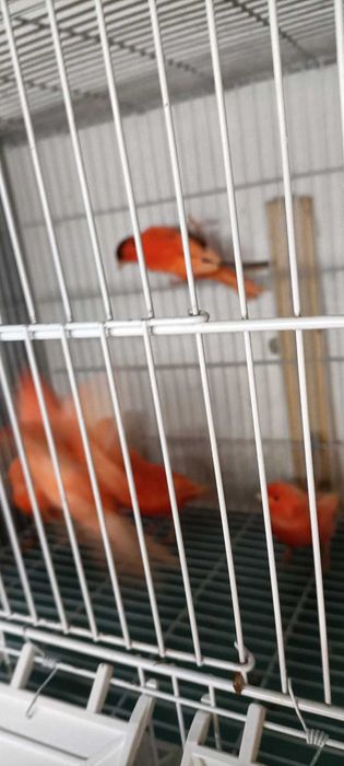 Canários de cor, vermelhos, amarelos, mosaicos e arlequins