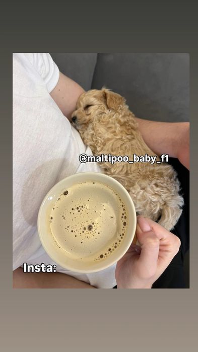 Maltipoo f1 mini and micro ( мальтіпу міні та мікро)