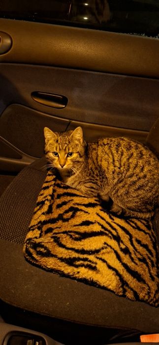 Szukam starego  kotka