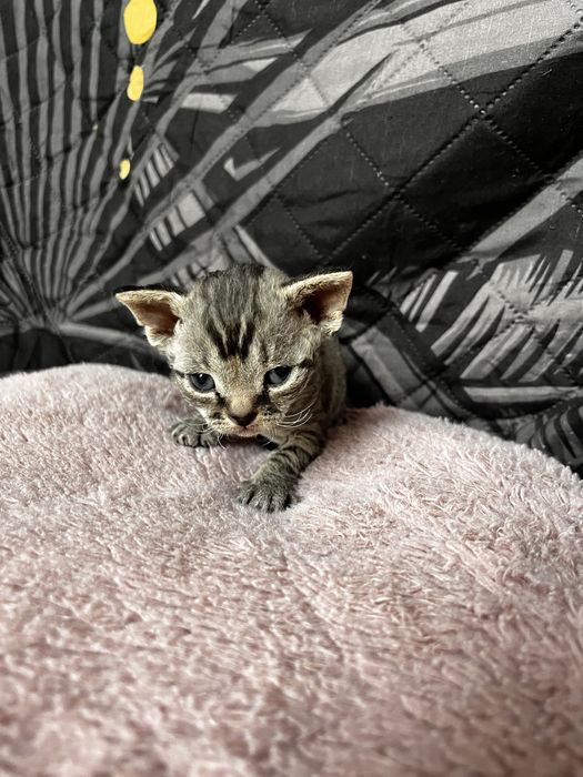 Niebieski pregowany chlopiec Devon Rex -UFO = UFIK