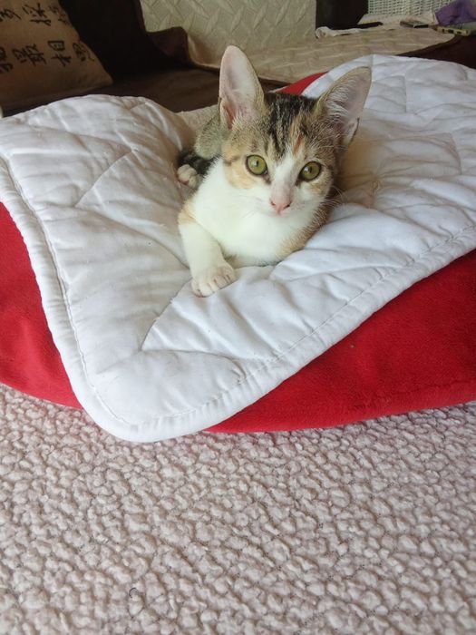 Izzy, para adoção