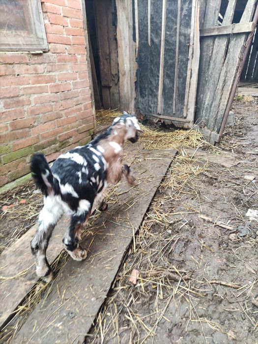 Англо-нубійський козлик