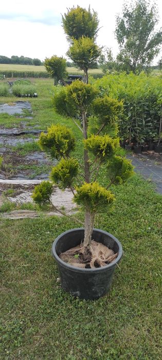 Krzewy formowane BONSAI 200CM