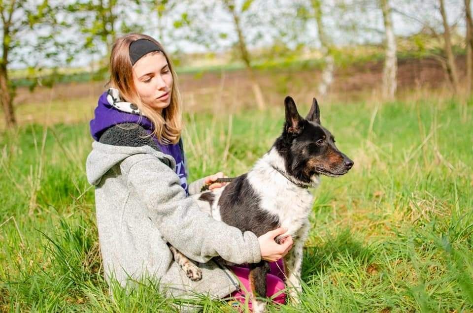 Młody pies szuka domu
