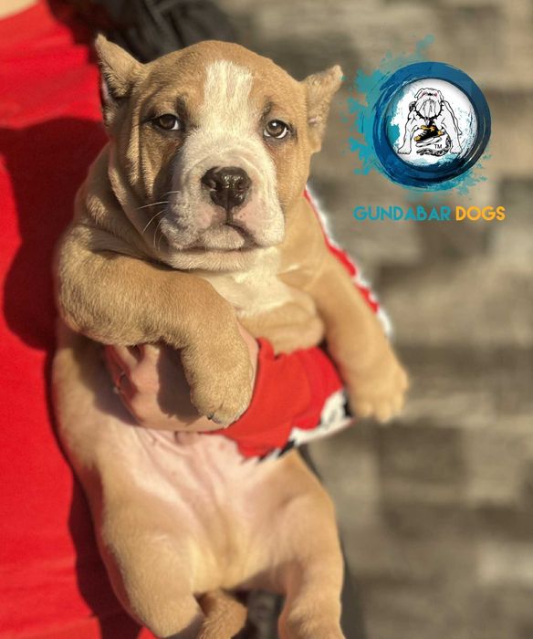 American Bully samiec  ABKC