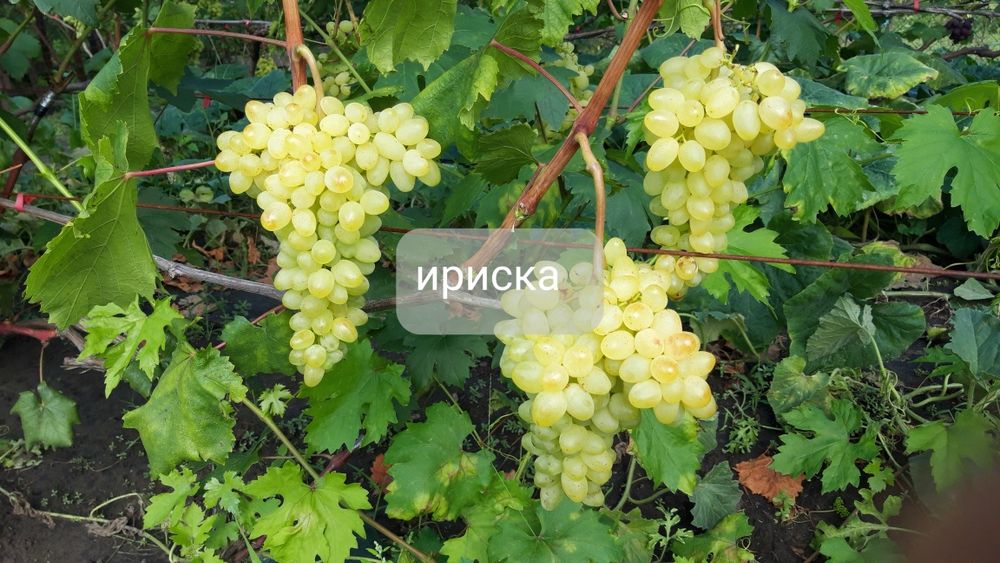 Продам черенки винограду