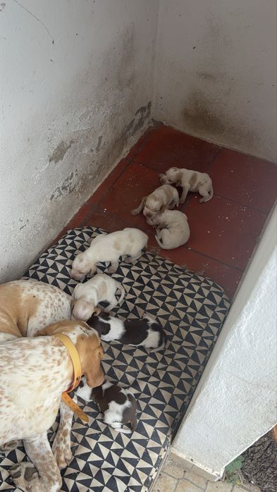 Cachorros de raça pachon navarro crusados