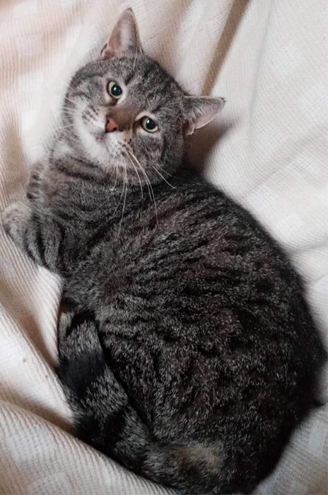 Milutki Kocurek szuka domku