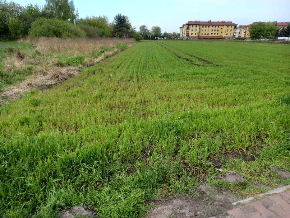 Sprzedam działkę w Rogoźnie