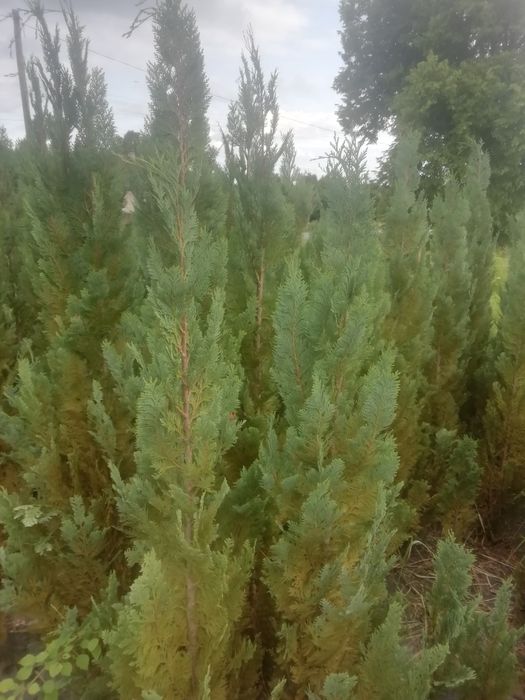 Cyprys Lawsona 200 cm wysoki w cenie 60 zł