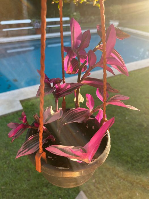 Planta Tradescantia Nanouk