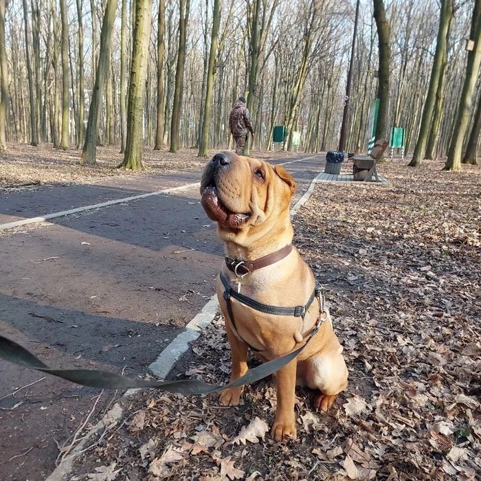 В'язка Шар-пей, вязка Шарпей, шукаємо подругу, случка