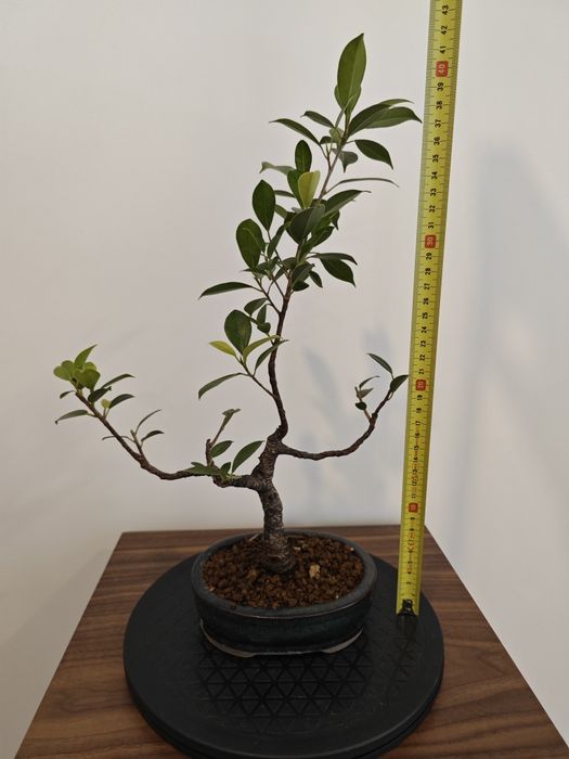 Ficus retusa  jovem