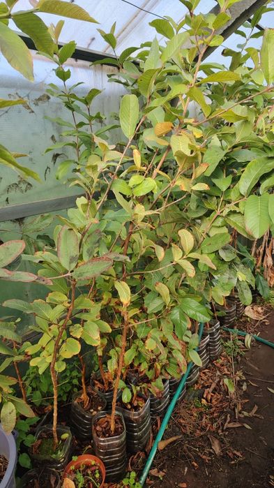 Pack Goiabas diferentes cores