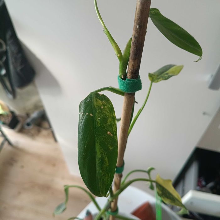 philodendron domesticus variegata-cięty szczyt
