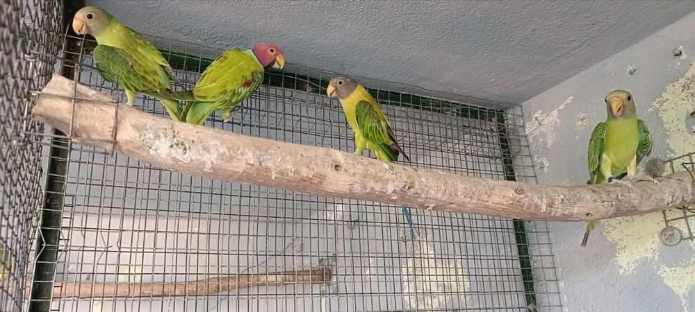 cabeças ameixa opalinos 2026 casal