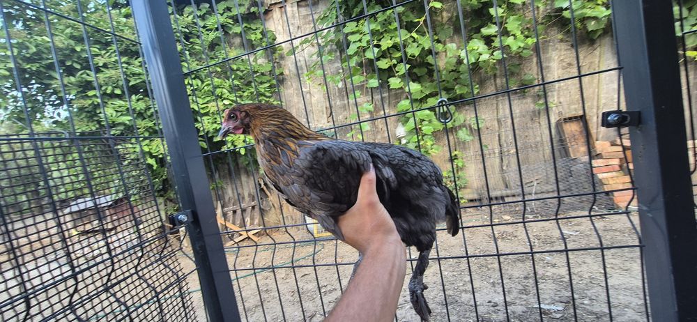 Pary kur marans , arakuana bezogoniasta  , włoszka