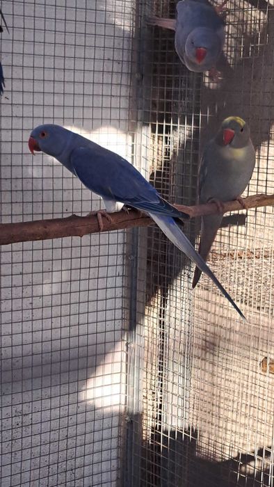 Ring necks 2024 / 2025 cleartail