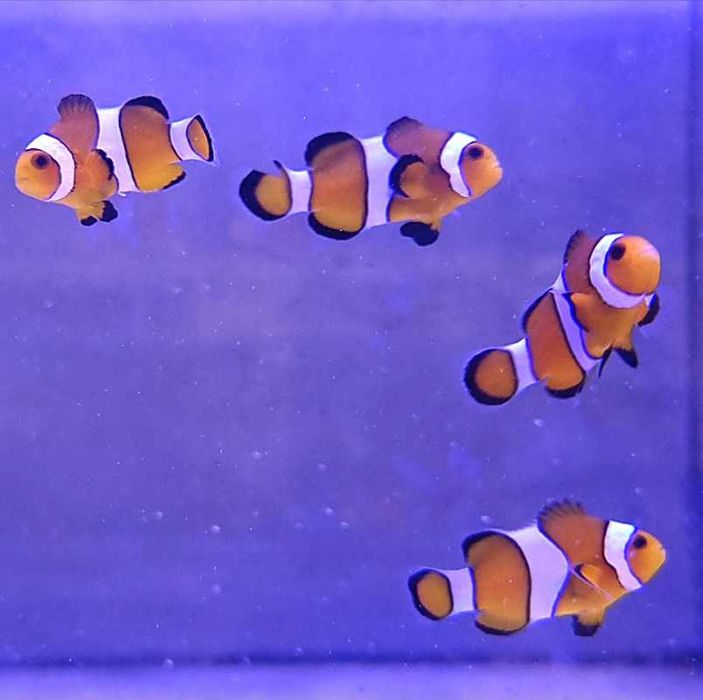 Błazenki Amphiprion Ocellaris Błazenek ryba morska akwarium Korale.Pro